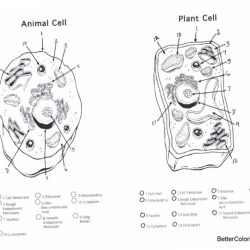 Cell animal plant coloring printable cells cytoplasm drawing worksheets membrane project labeling science gif diagram color popular labeled ciencia pack