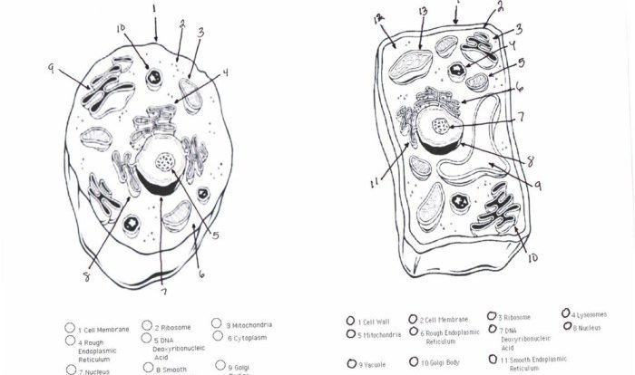 Cell animal plant coloring printable cells cytoplasm drawing worksheets membrane project labeling science gif diagram color popular labeled ciencia pack