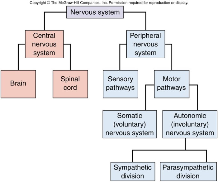 Organization of the nervous system worksheet