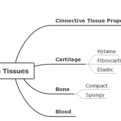 Constructing a tissue identification concept map