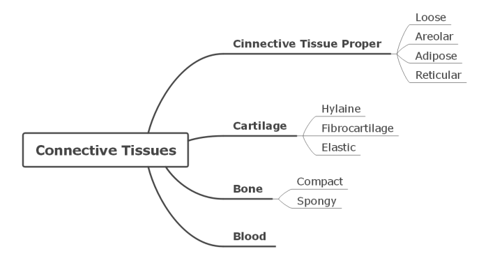 Constructing a tissue identification concept map