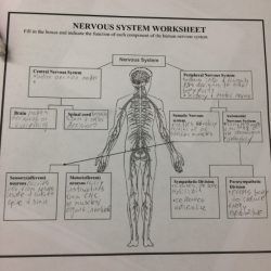 Nervous worksheet system anatomy psychology worksheets diagram ap school high choose board teacherspayteachers