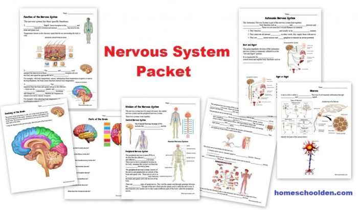 Organization of the nervous system worksheet