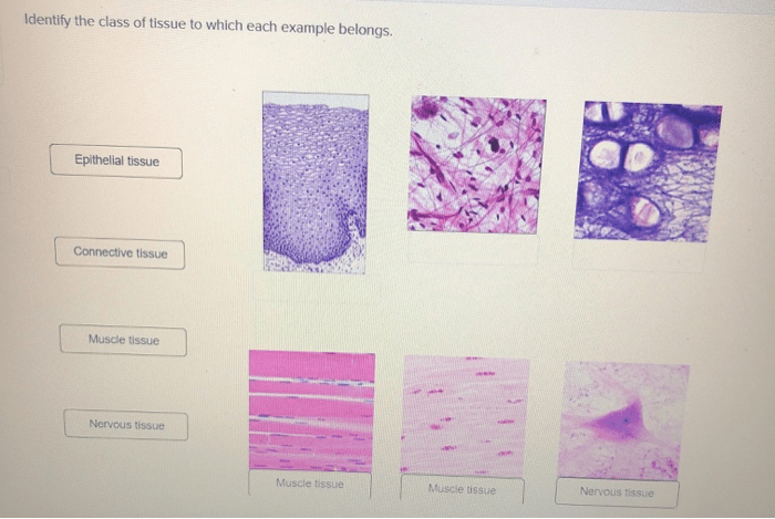 Constructing a tissue identification concept map