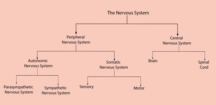 Nervous worksheet nervioso biology 5th ejercicios cardiovascular chessmuseum