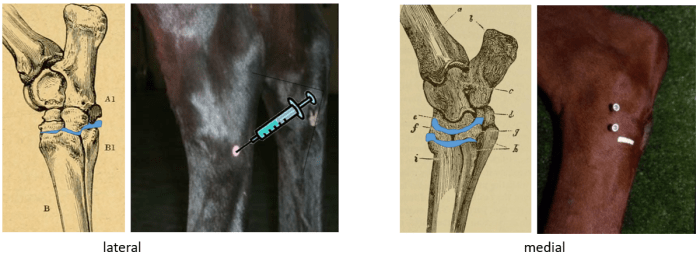 Equine joint injection and regional anesthesia